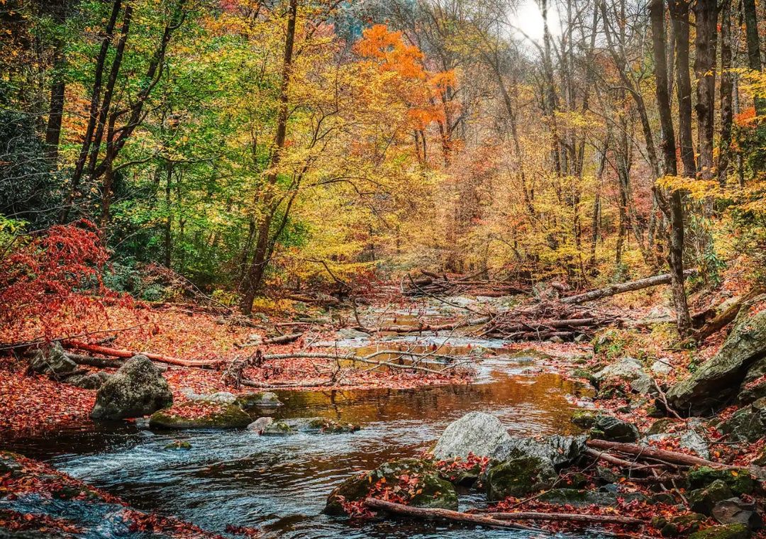 Mountain stream in the Smoky Mountains